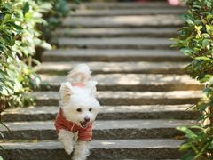 -派特宠物医院(圆融广场店)