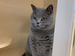 -瑞鹏宠物医院·骨科·猫科·内科(第一中心)