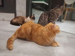 -猫儿山۰猫主题餐厅