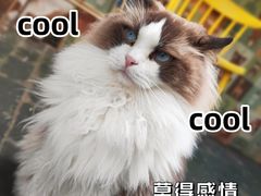 -喵屿·大理花园猫咖