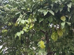 -西双版纳傣族园