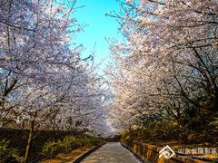 -樱花山风景区
