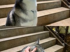 -more than meow吴止猫主题餐厅(承德 中船汇店)