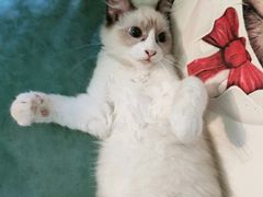 -李小姐の猫咖啡馆(五角场店)