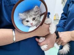 -瑞派宠物医院(搏威敦和院)