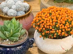 -双季花艺园艺市场(浦东店)