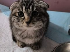 -纳吉亚猫专科动物诊疗中心(蒋宅口分院)