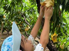 -老袁家蜜桃农场·阳山水蜜桃