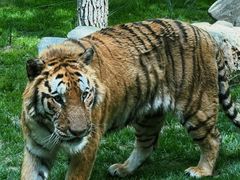 -北京野生动物园