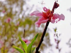 -月湖风景区
