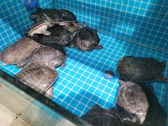 -元银甲·湖北地标美食(汉阳店)
