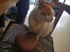 -平行世界·猫咖(首经贸店)