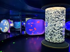 -芜湖新华联大白鲸海洋公园