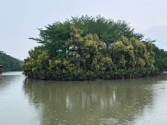 -大湾区中央湿地公园