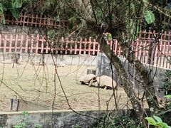 -广东惠东海龟国家级自然保护区