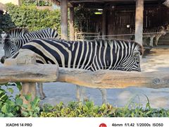 -上海野生动物园