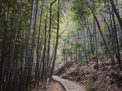 -上海佘山国家森林公园天马山园