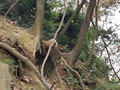 -黔灵山公园
