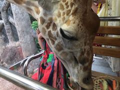 -清迈夜间动物园