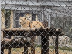 -合肥野生动物园