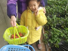 -大自然农场蔬菜草莓采摘园