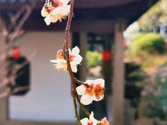 -香雪海