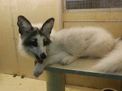 -藦茜花园宠物主题亲子互动体验馆(国顺东路店)