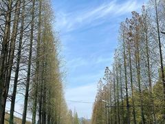 -北海金海湾红树林生态旅游区