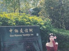 -中缅友谊树
