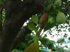 -三亚亚龙湾天域度假酒店