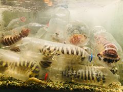 -Isla Sugbu Seafood City