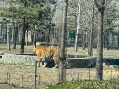 -秦皇岛野生动物园