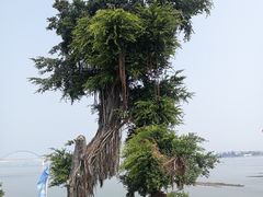 -八仔大富楼·河鲜(西江店)