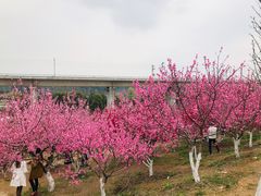 -秀丽东方