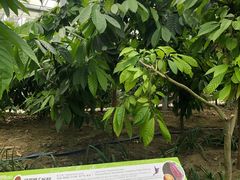 -歌斐颂巧克力小镇