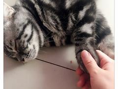 -萌喵宠狗爱心宠咖