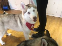 -Husky Go! 哈士奇体验馆·宠物咖啡厅狗咖