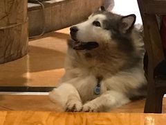 -more than meow吴止猫主题餐厅(承德 中船汇店)