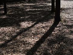 -上海共青森林公园