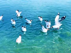 -青海湖国家重点风景名胜区