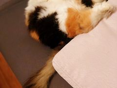 呢只肥猫当时病到我妈话以为系纸皮-泰洋动物医院·神经专科·磁共振·CT(天河公园总院)