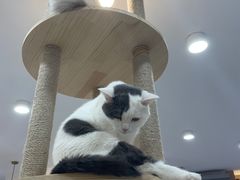 -喵园·猫主题咖啡厅·撸猫·猫咖(国贸店)