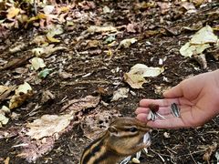 -五营红松林海景区