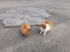 -洛阳白马寺