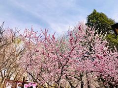 -桃花堤公园