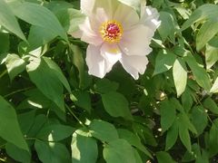 -南通博物苑-崇川人民公园