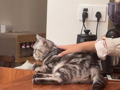 -有猫主题·治愈系猫咖(曾厝垵店)