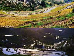 -紫鹊界梯田景区