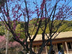-苏州上方山国家森林公园