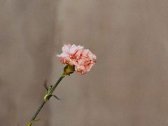 -intime coffee(芝麻街店)